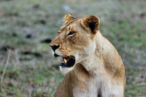 lioness africa cat