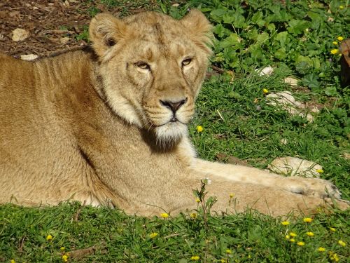 lioness savannah africa