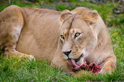 lioness female lion mammal