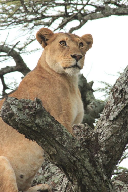 lioness tree green