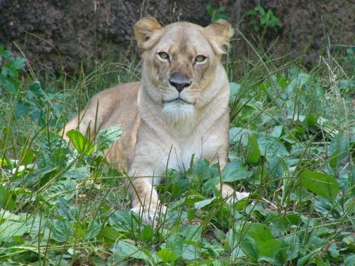lioness female animals