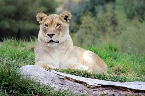 lioness feline big cat