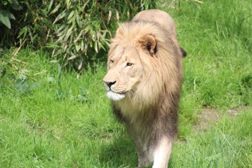 lioness zoo predator