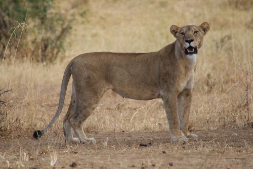 lioness lion africa