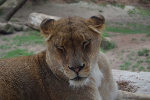 lioness lion predator