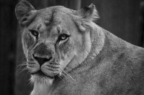 lioness female lion close up