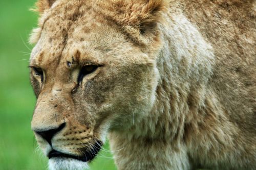lioness pride wild