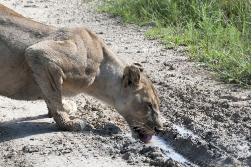lioness drinking south africa