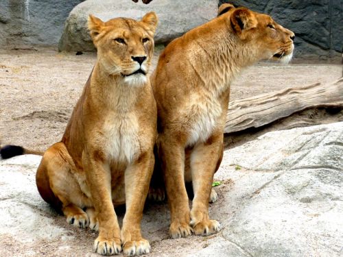 lioness lion females lion