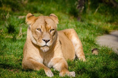 lioness portrait cat