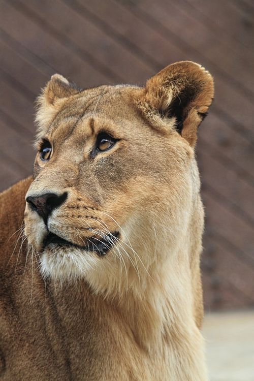 lioness african cat