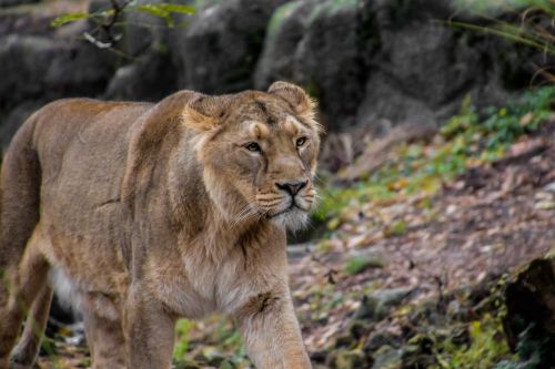 lioness leo animal