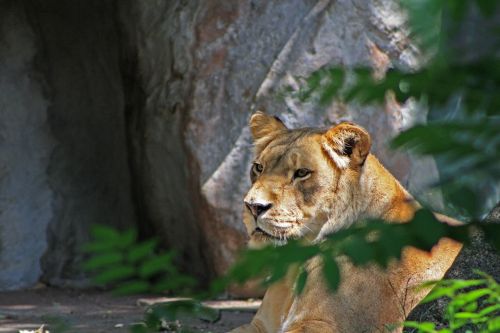 lioness quiet watch