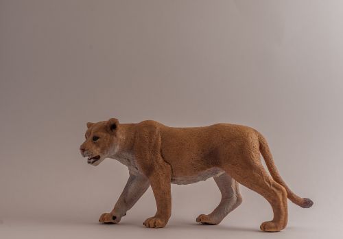lioness fur predator