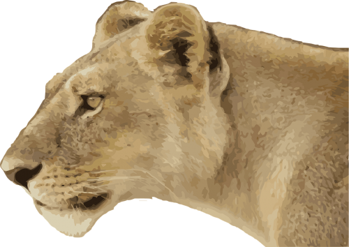 lioness animal wild