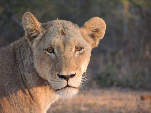 lioness safari animal world