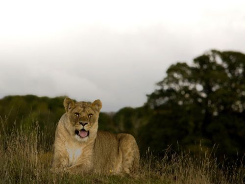 lioness wild cat