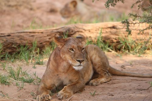 lioness africa nature