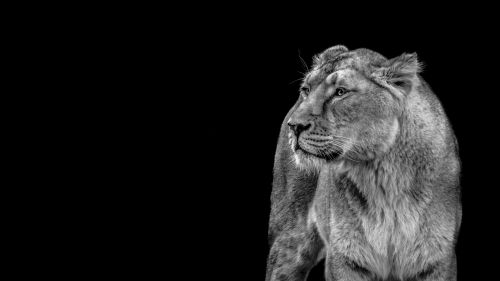 lioness lion wild