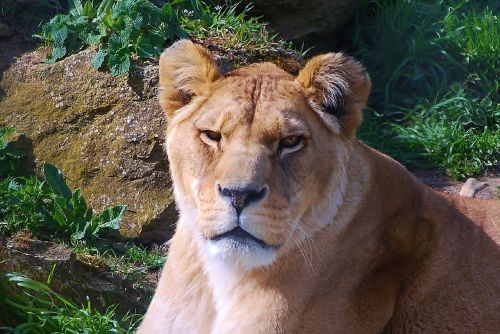 lioness female lion close up