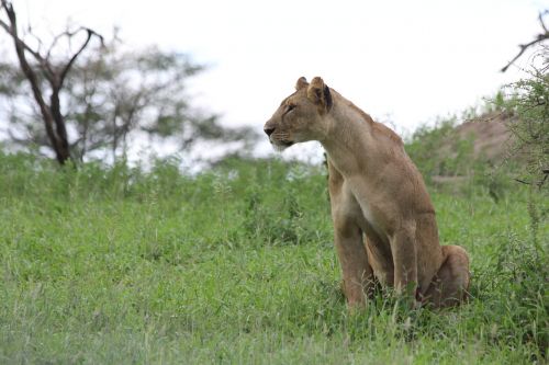 lioness africa tanzania