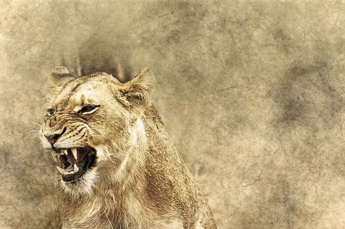 lioness animal roar