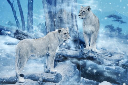 lioness cat snow
