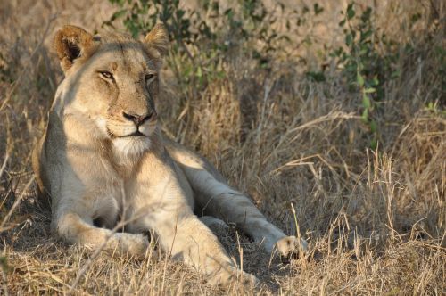 lioness africa wild