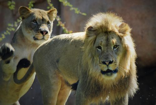 lioness lion safari park