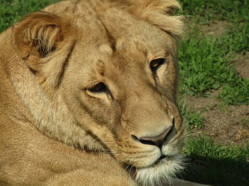 lioness head zoo