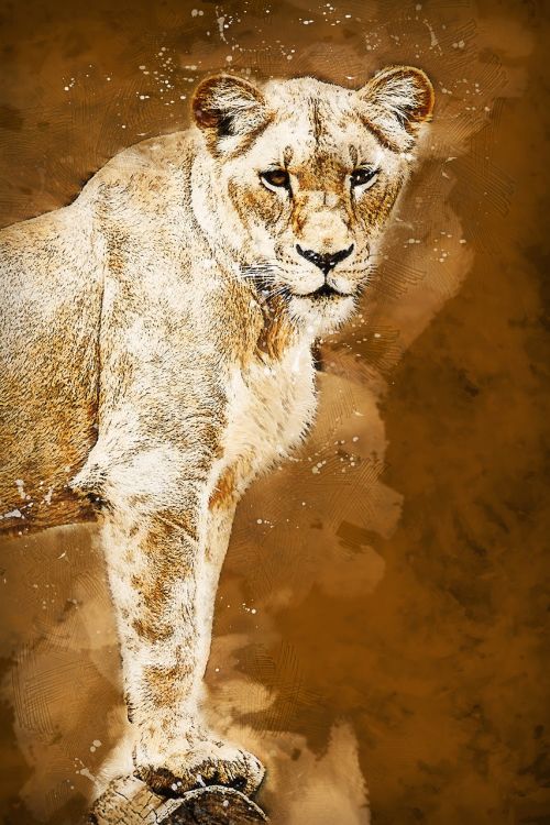 lioness animal art