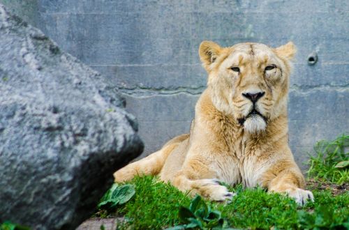 lioness lion animal