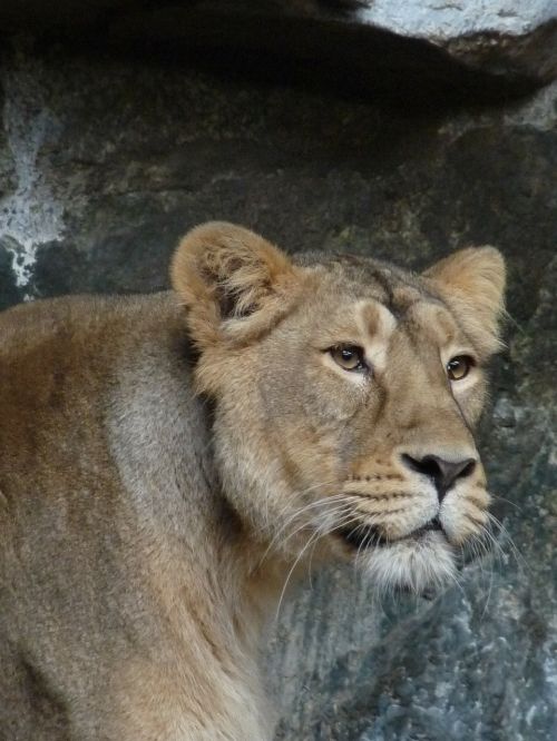 lioness animal predator