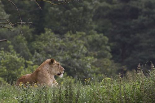 lioness wildlife park cat