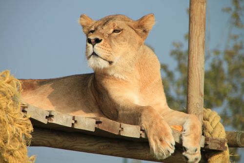 lioness animal savannah