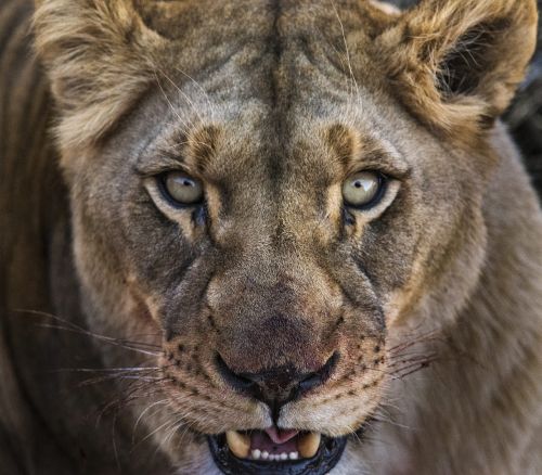 lioness close eyes