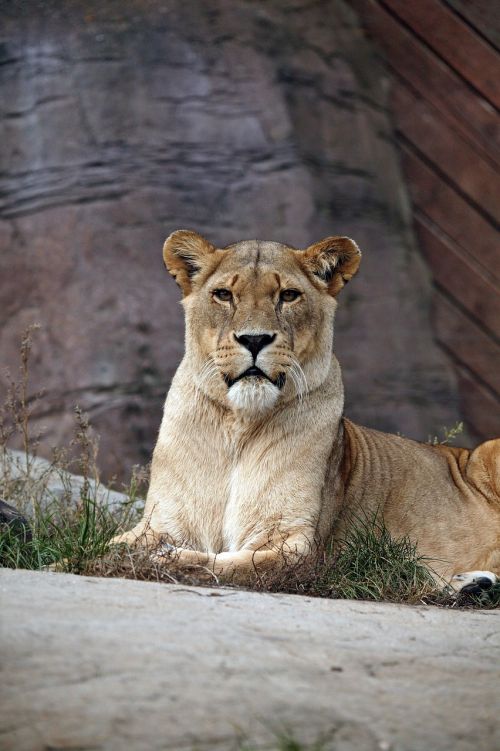 lioness big cat wildlife