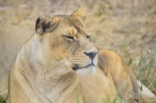 lioness lion africa