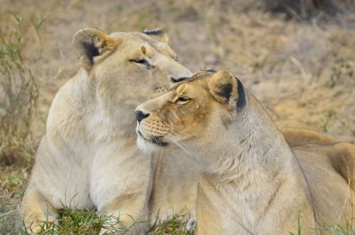 lioness lion africa