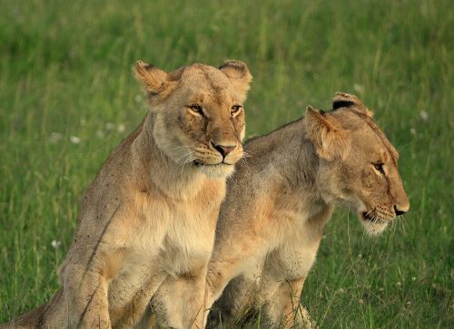 lioness animal africa