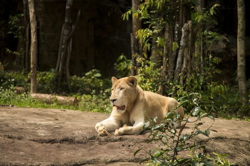 lioness  lion  animal