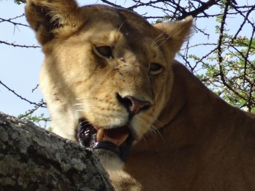 lioness savannah animals