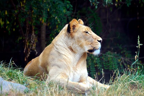 lioness  lion  tiger