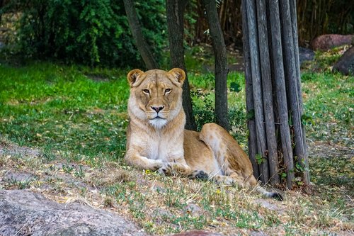 lioness  lion  africa