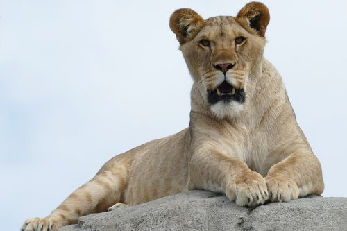 lioness  predator  mammal