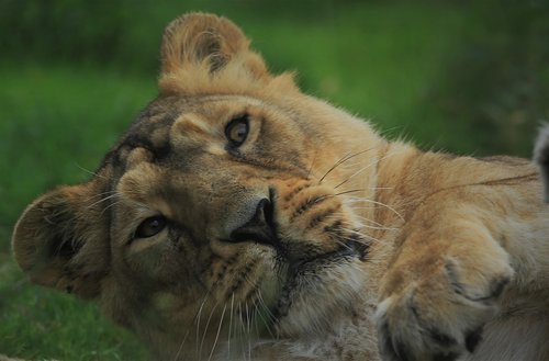 lioness  nature  wild