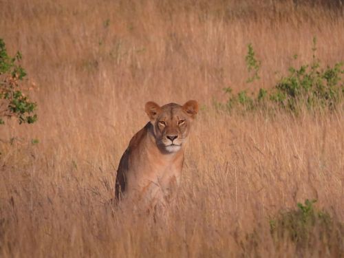 lioness savannah africa