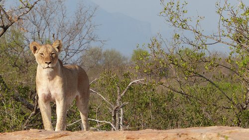 lioness  majestic  south africa