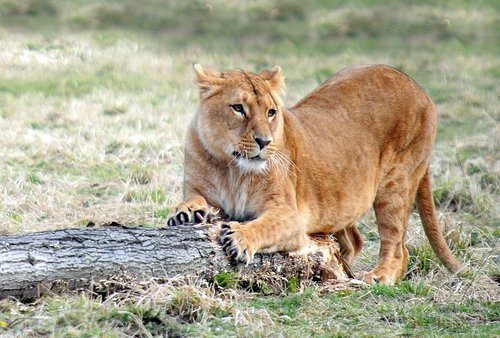 lioness  tawny  feline