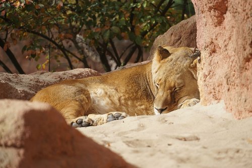 lioness  zoo  sun